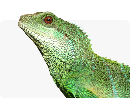 Рыбы и рептилии