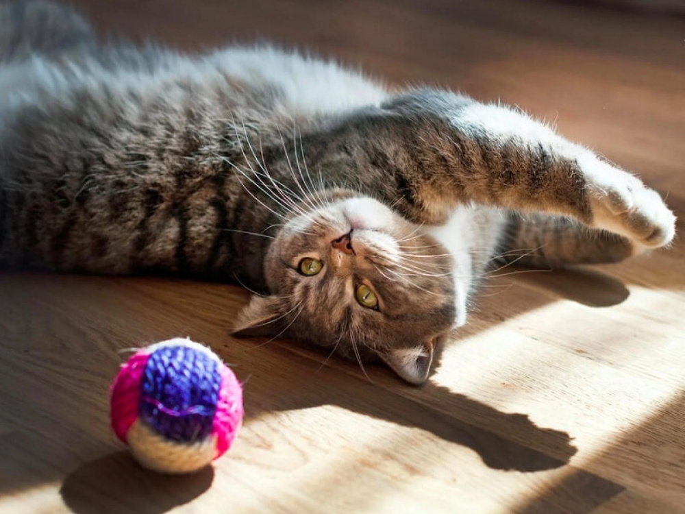 Как стимулировать активность кошки